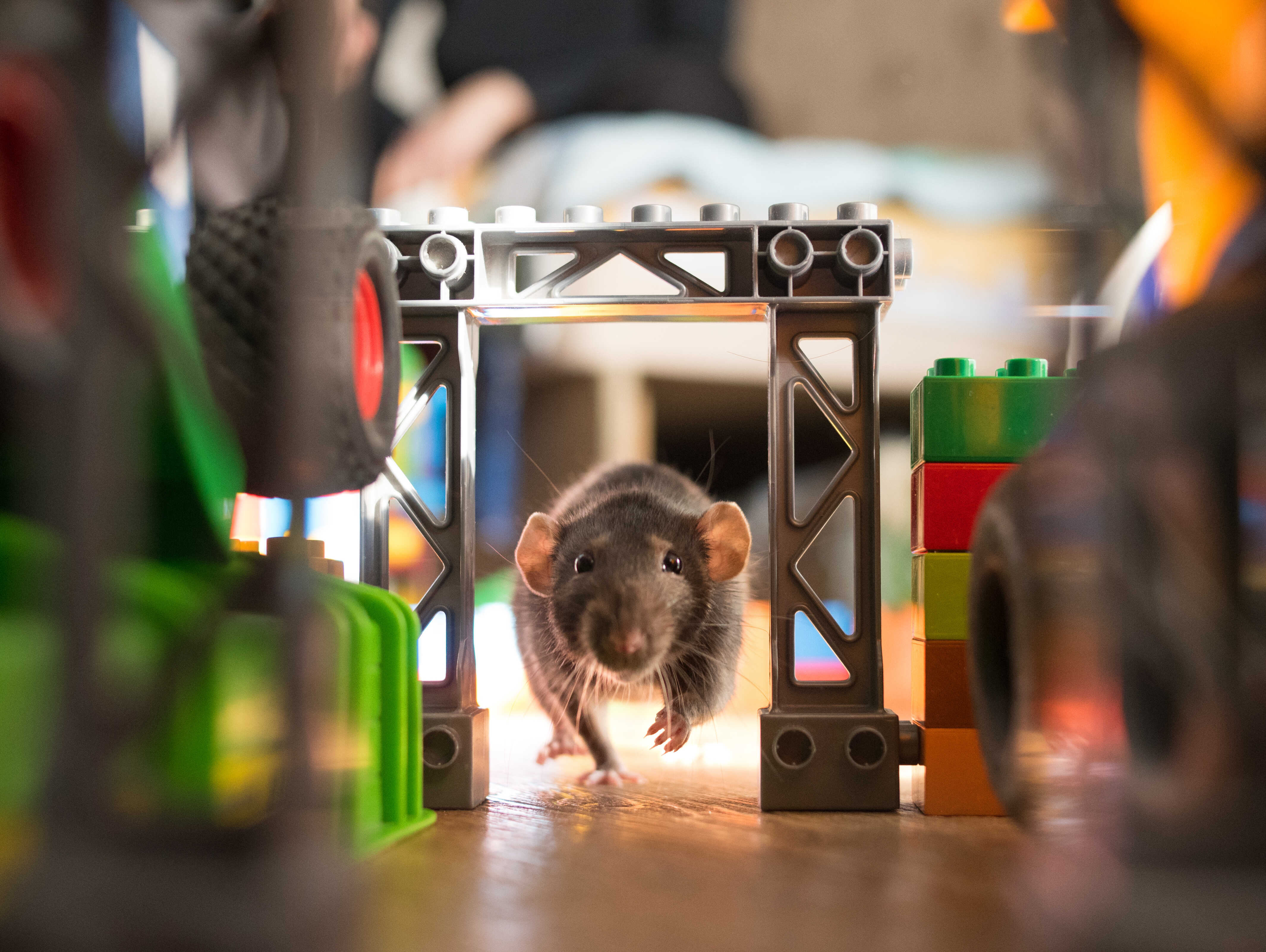 STRRAT - The RAT that Wants to be a Ransomware