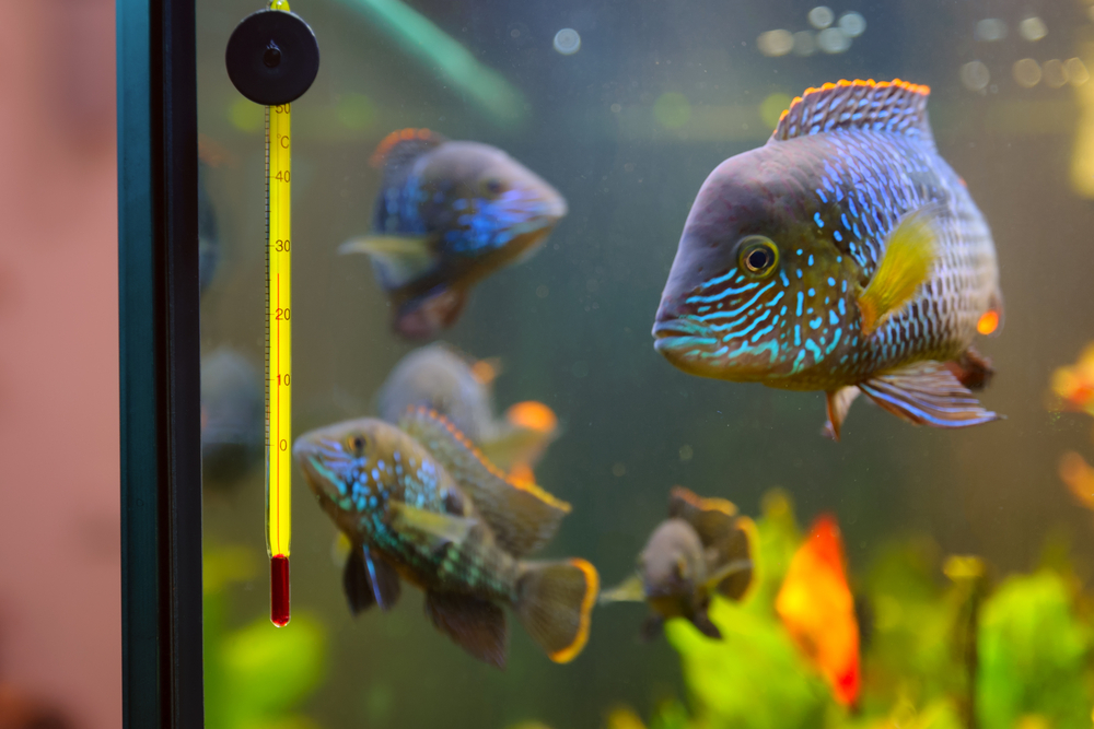 A Casino Gets Hacked Through a FishTank Thermometer Cyware Alerts