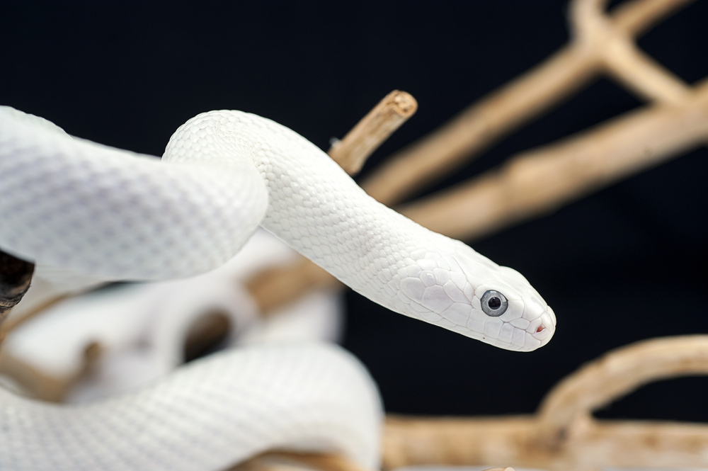 WhiteSnake Promotes Windows and Linux Variants with a MaaS Model