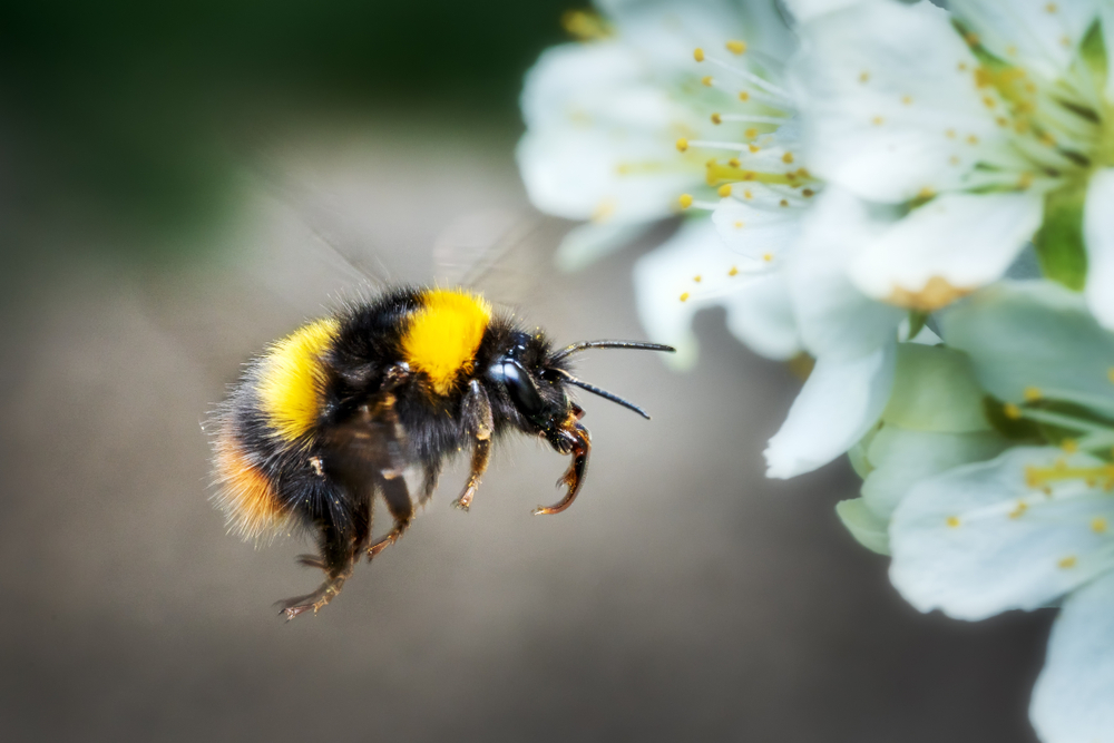 Beware of Infected (Fake) Installers: BumbleBee Malware Alert