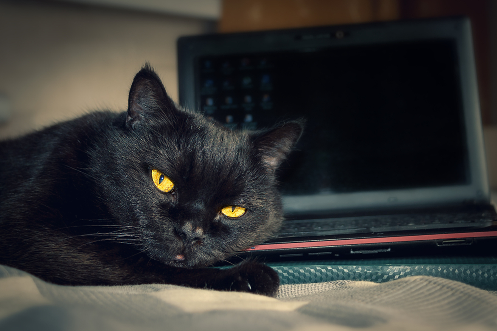 Charming Kitten Spreads BellaCiao Malware for Concentrated Attacks